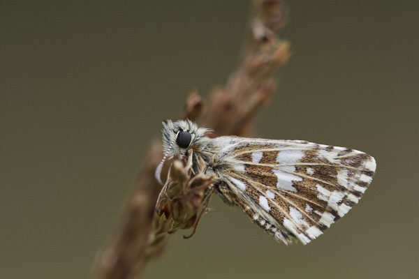 Image of a Skipper Butterfly