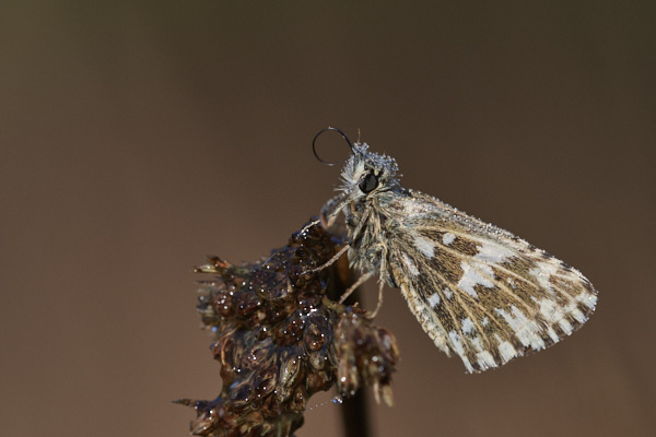 Image of a Skipper Butterfly
