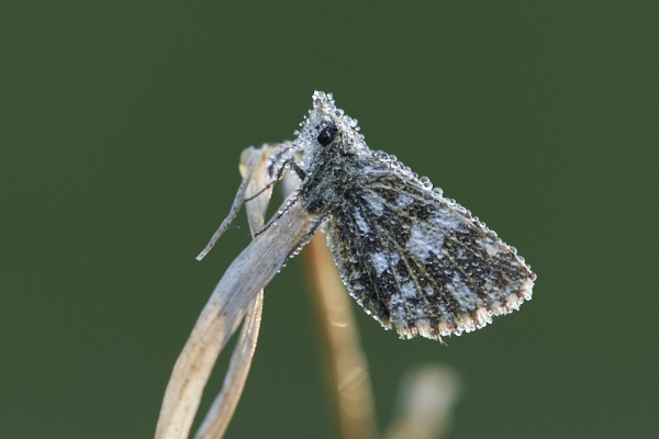 Image of a Skipper Butterfly
