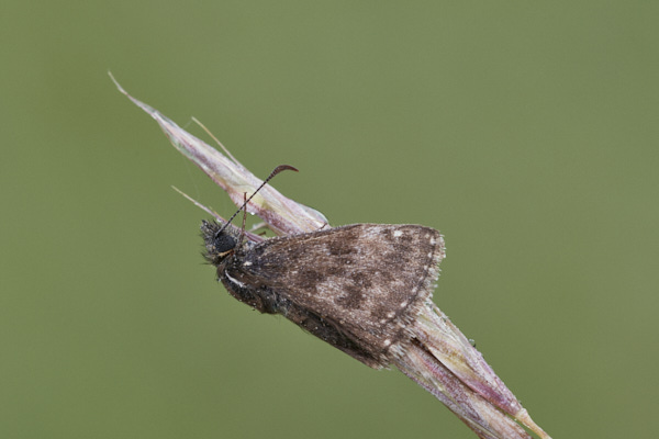 Image of a Skipper Butterfly