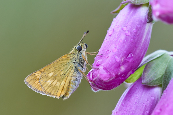 Image of a Skipper Butterfly