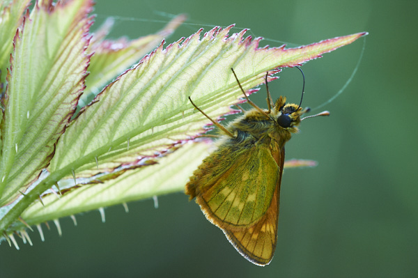 Image of a Skipper Butterfly