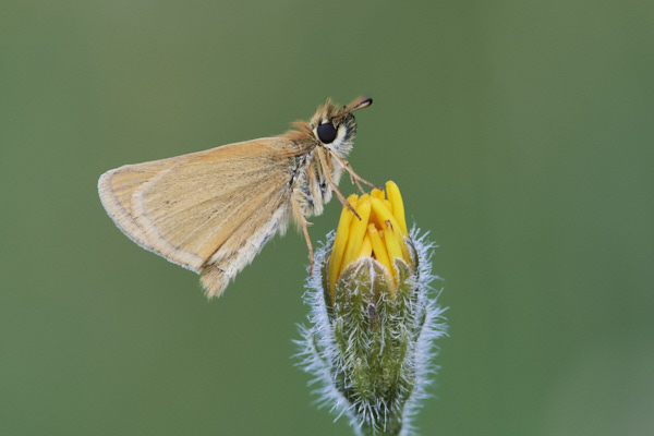 Image of a Skipper Butterfly