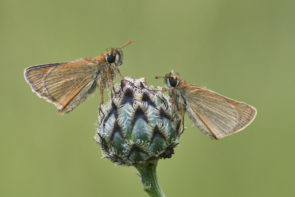 Image of a Skipper Butterfly