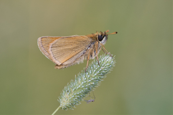 Image of a Skipper Butterfly