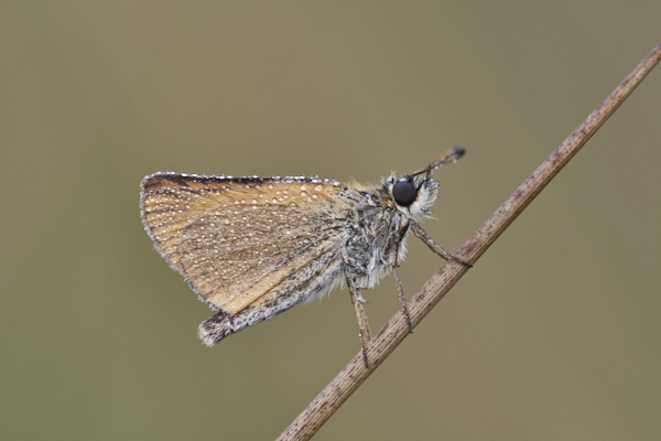 Image of a Skipper Butterfly