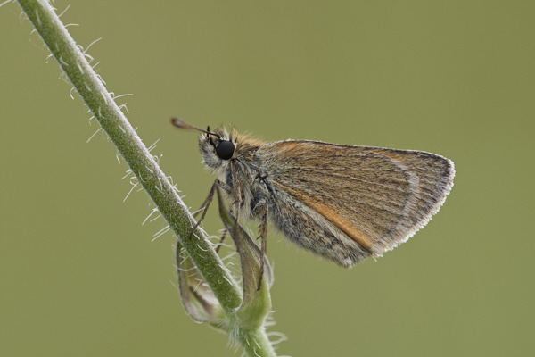 Image of a Skipper Butterfly