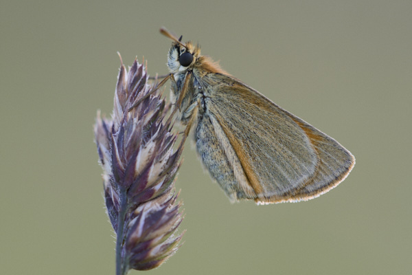 Image of a Skipper Butterfly