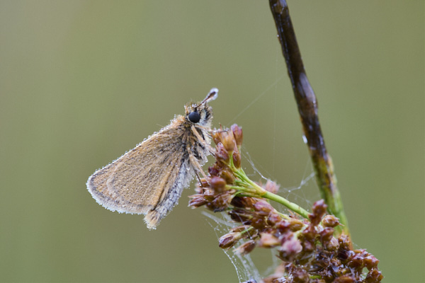 Image of a Skipper Butterfly