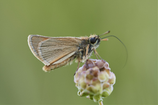 Image of a Skipper Butterfly