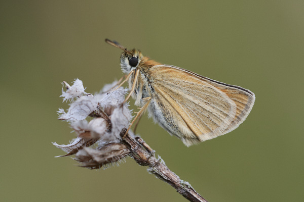 Image of a Skipper Butterfly