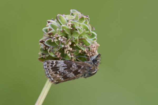 Image of a Skipper Butterfly