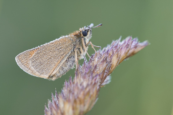 Image of a Skipper Butterfly