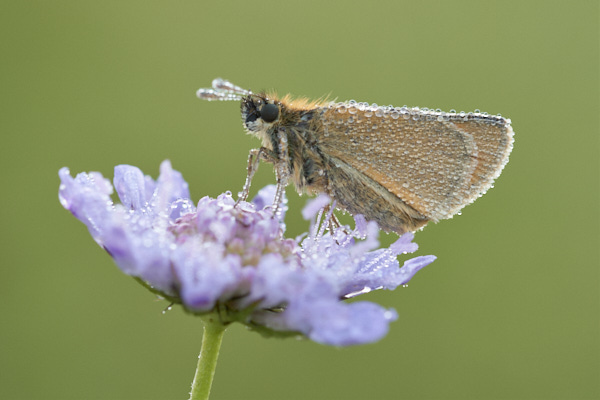 Image of a Skipper Butterfly