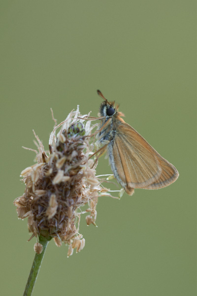 Image of a Skipper Butterfly