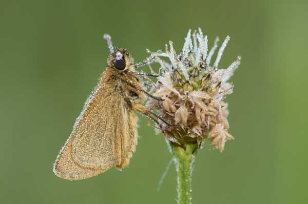 Image of a Skipper Butterfly