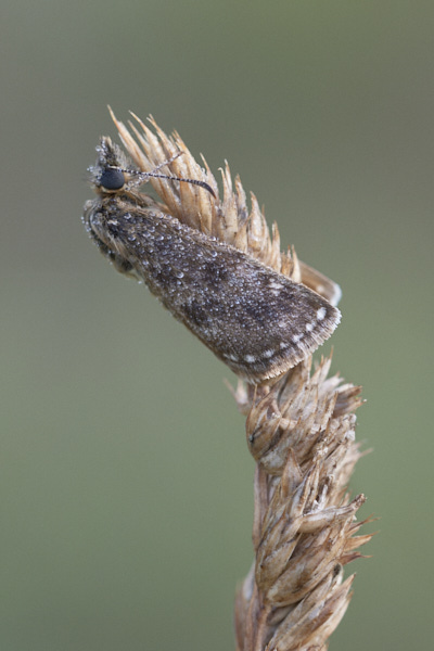 Image of a Skipper Butterfly