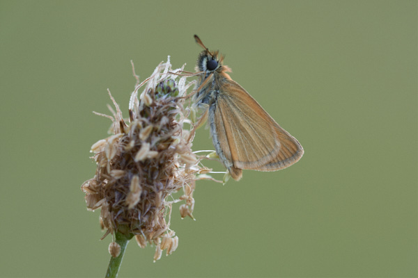 Image of a Skipper Butterfly