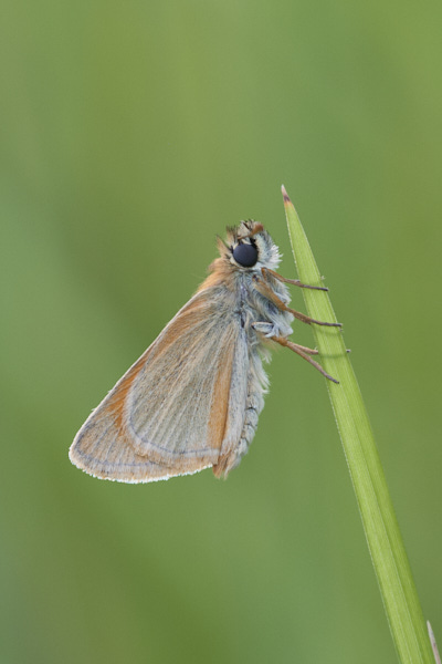 Image of a Skipper Butterfly
