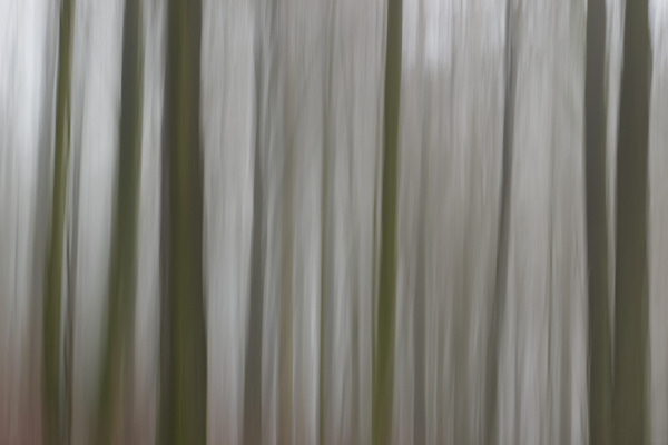 Image of blurred tree trunks