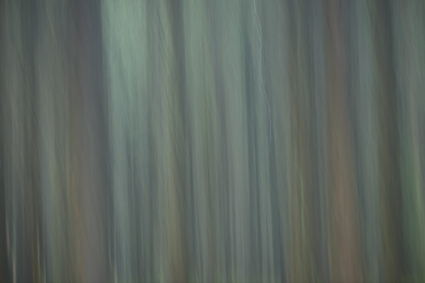 Image of blurred tree trunks