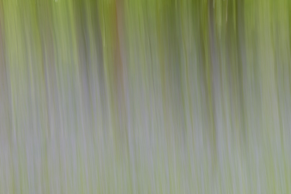 Image of blurred tree trunks