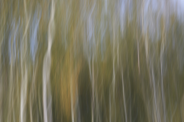 Image of blurred tree trunks