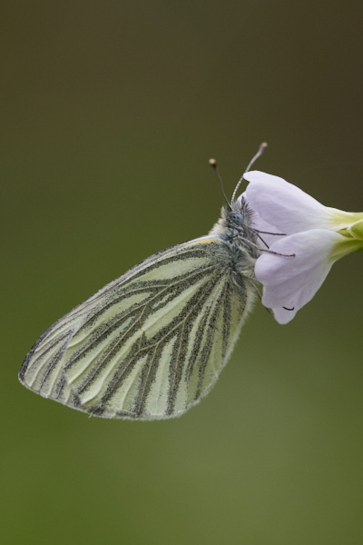 Image of a Butterfly