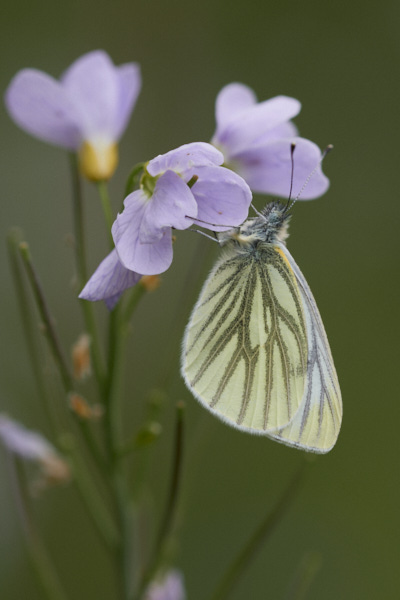 Image of a Butterfly