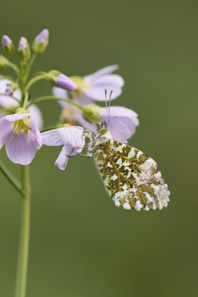 Image of a Butterfly