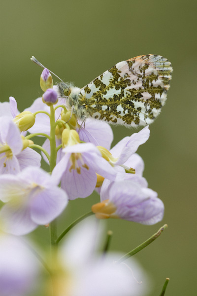 Image of a Butterfly