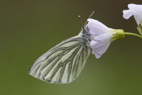 Image of a Butterfly