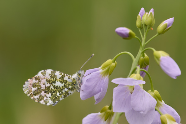 Image of a Butterfly