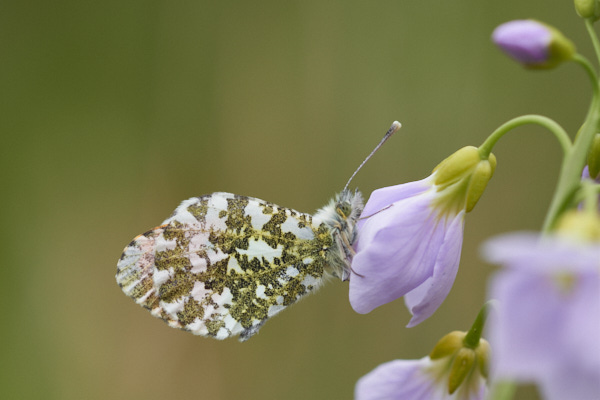 Image of a Butterfly