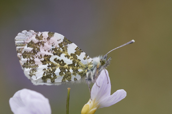 Image of a Butterfly