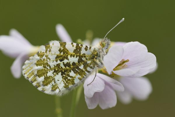 Image of a Butterfly