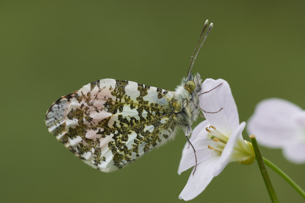 Image of a Butterfly