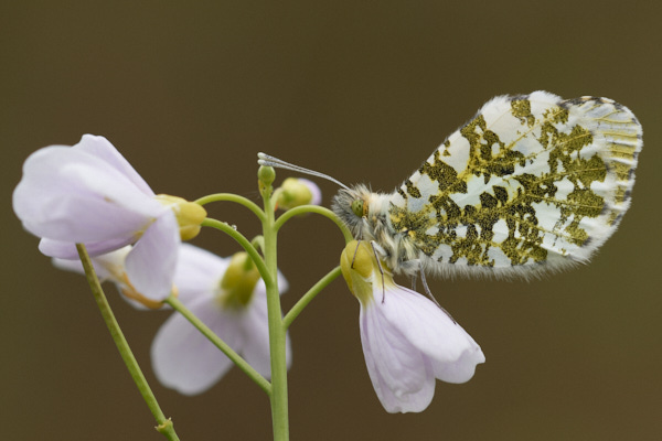 Image of a Butterfly