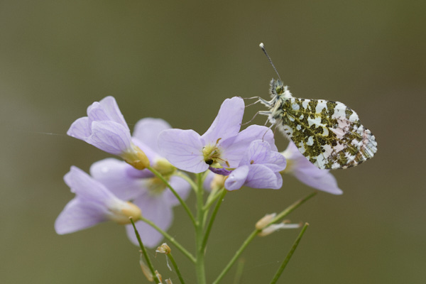 Image of a Butterfly