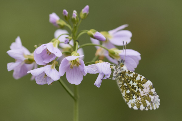 Image of a Butterfly