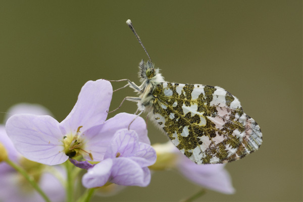 Image of a Butterfly