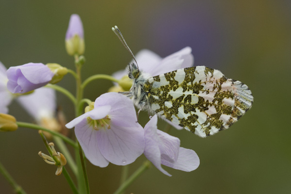 Image of a Butterfly