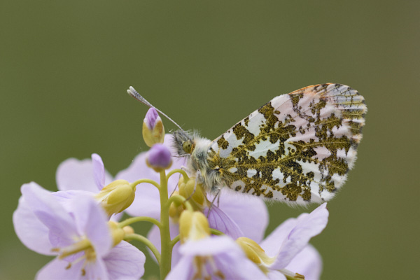 Image of a Butterfly