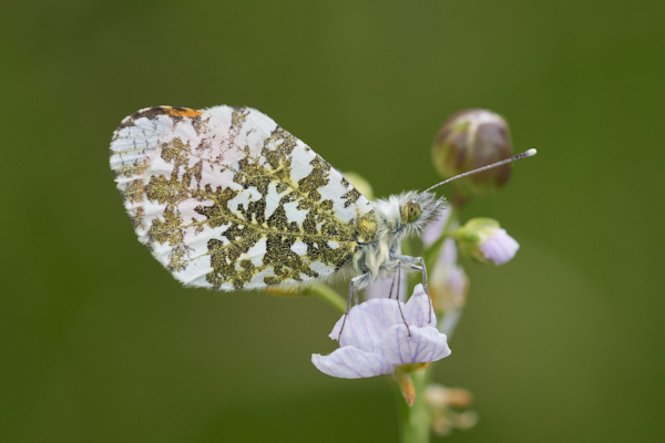 Image of a Butterfly