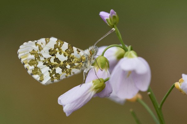 Image of a Butterfly